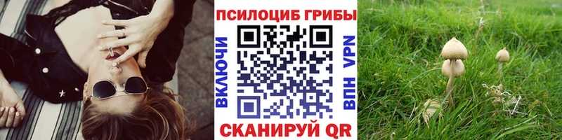 OMG вход  закладки  Отрадное  Псилоцибиновые грибы мицелий 